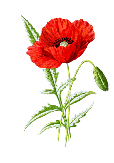 Poppy Flower Illustration